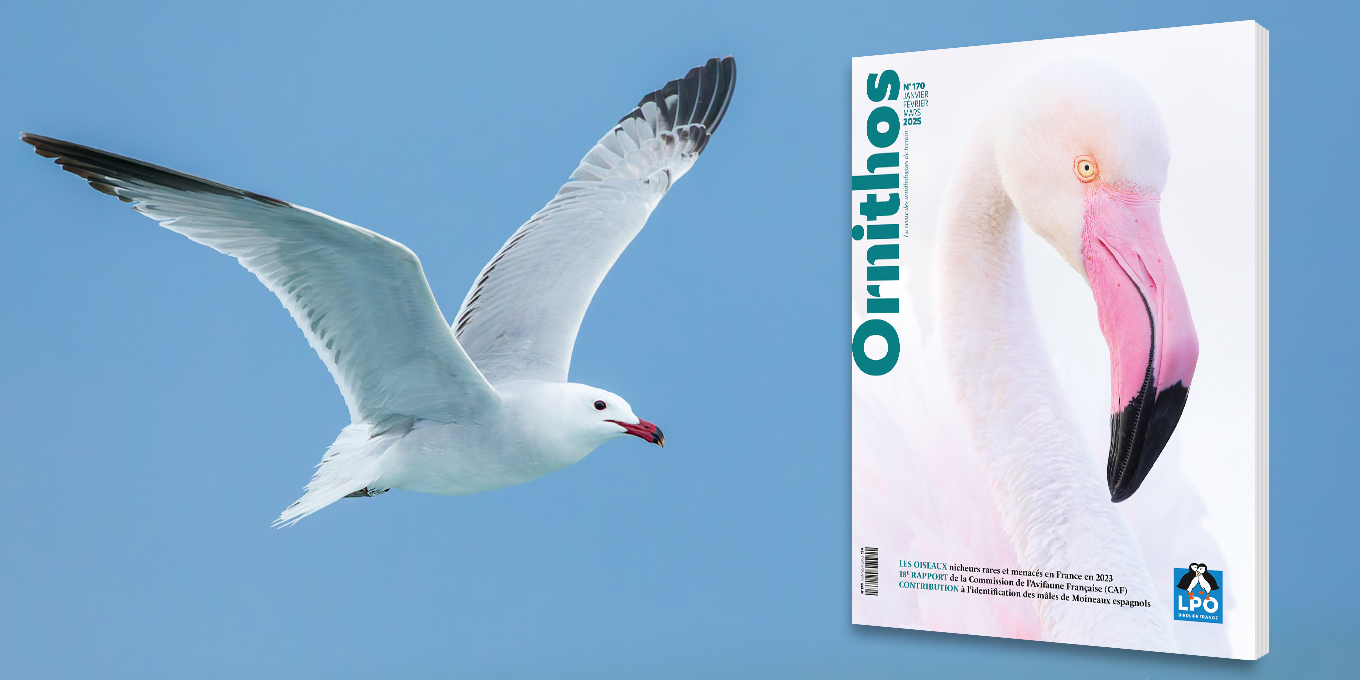 ORNITHOS n° 170 - sortie fin mars 2025